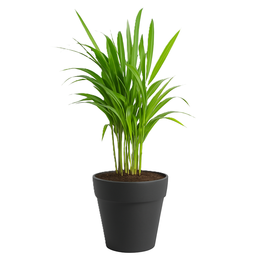 Areca Palm Plant